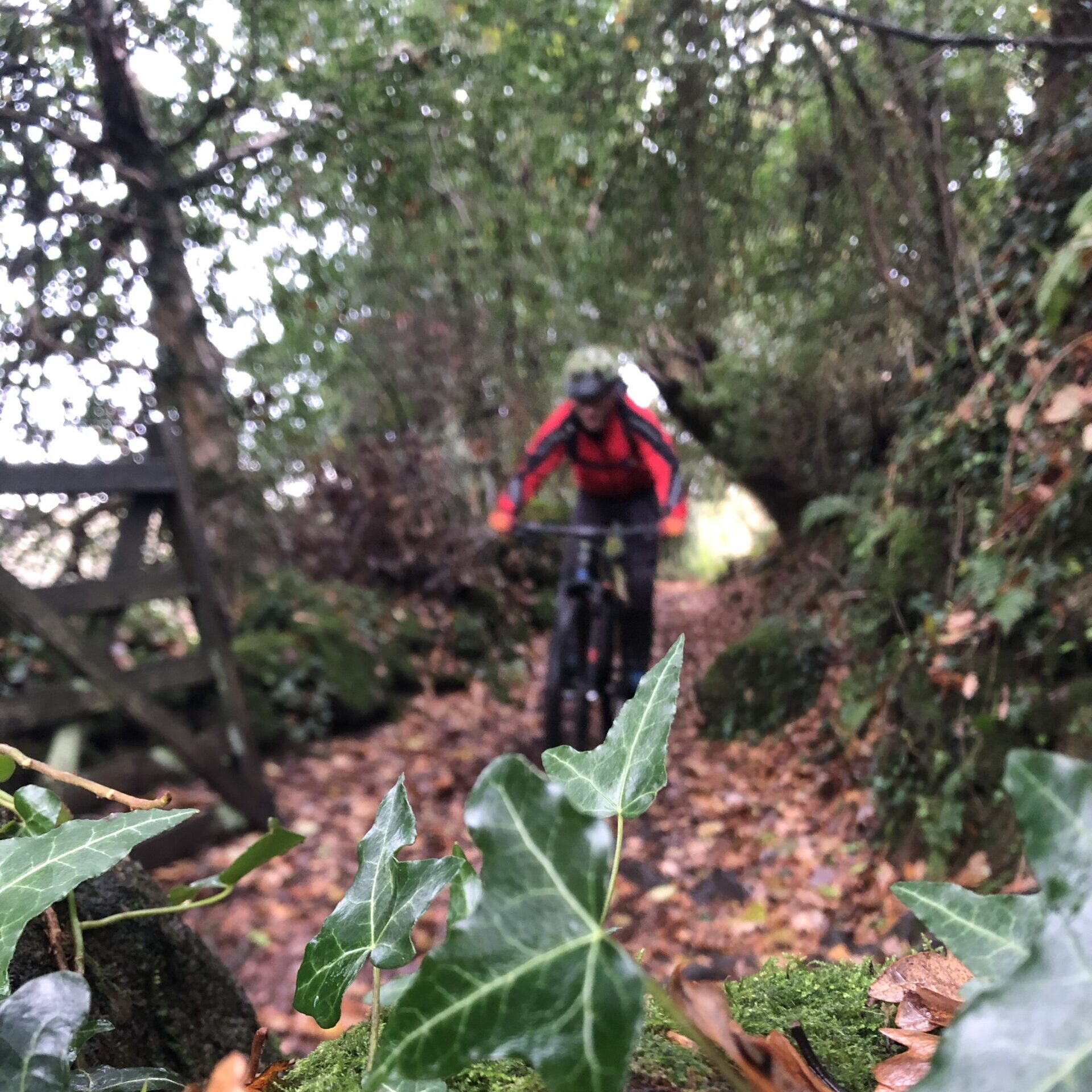 Adventures for Beginners 3 Cyclist navigating a leafy path.